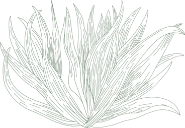 Decorative graphic in elegant color and design