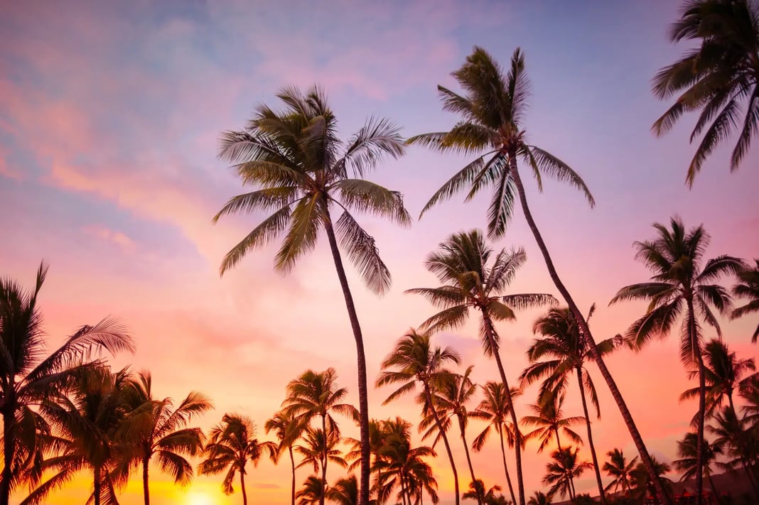 Miami pink sky view with palm trees