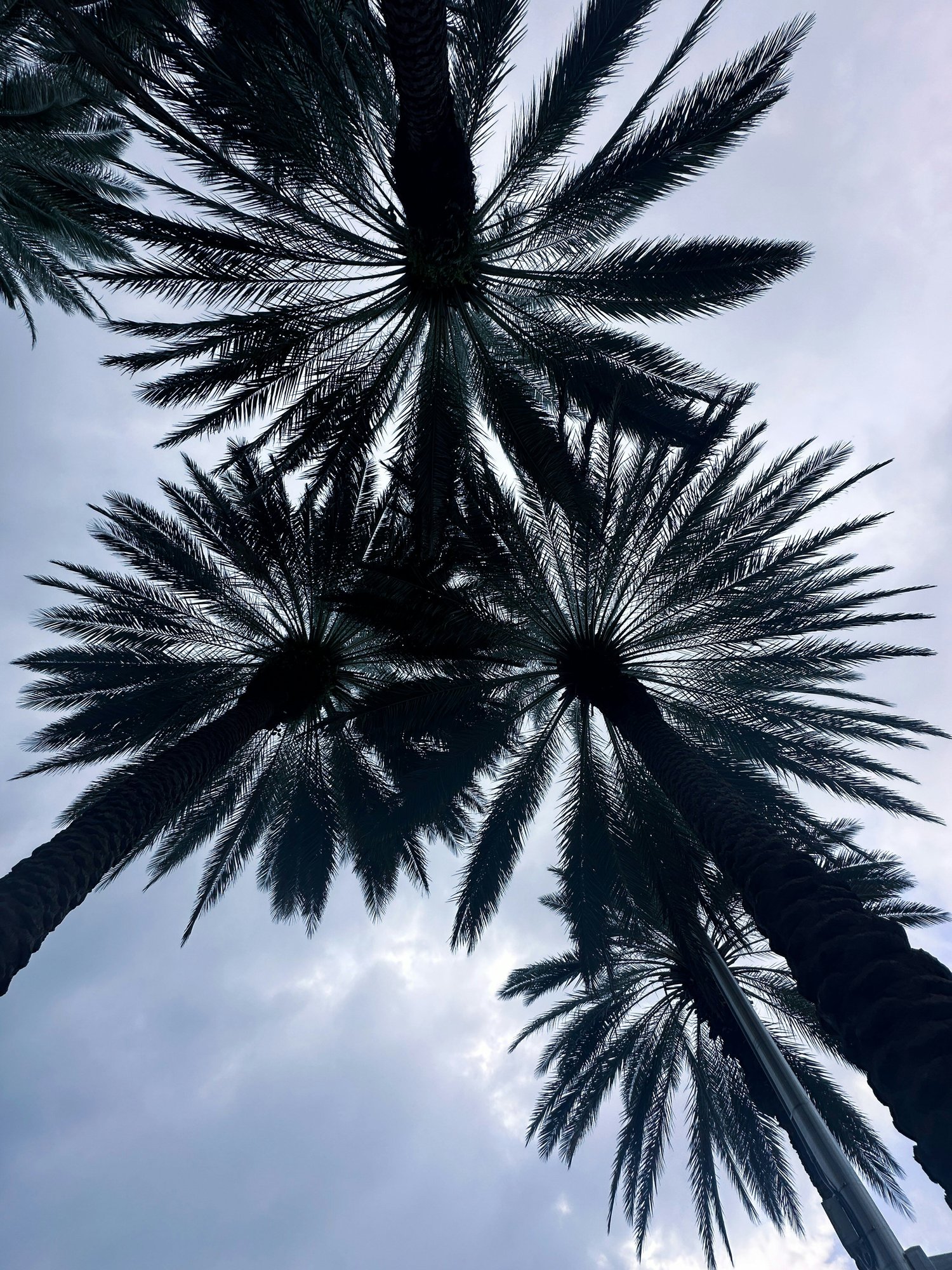 palmtrees